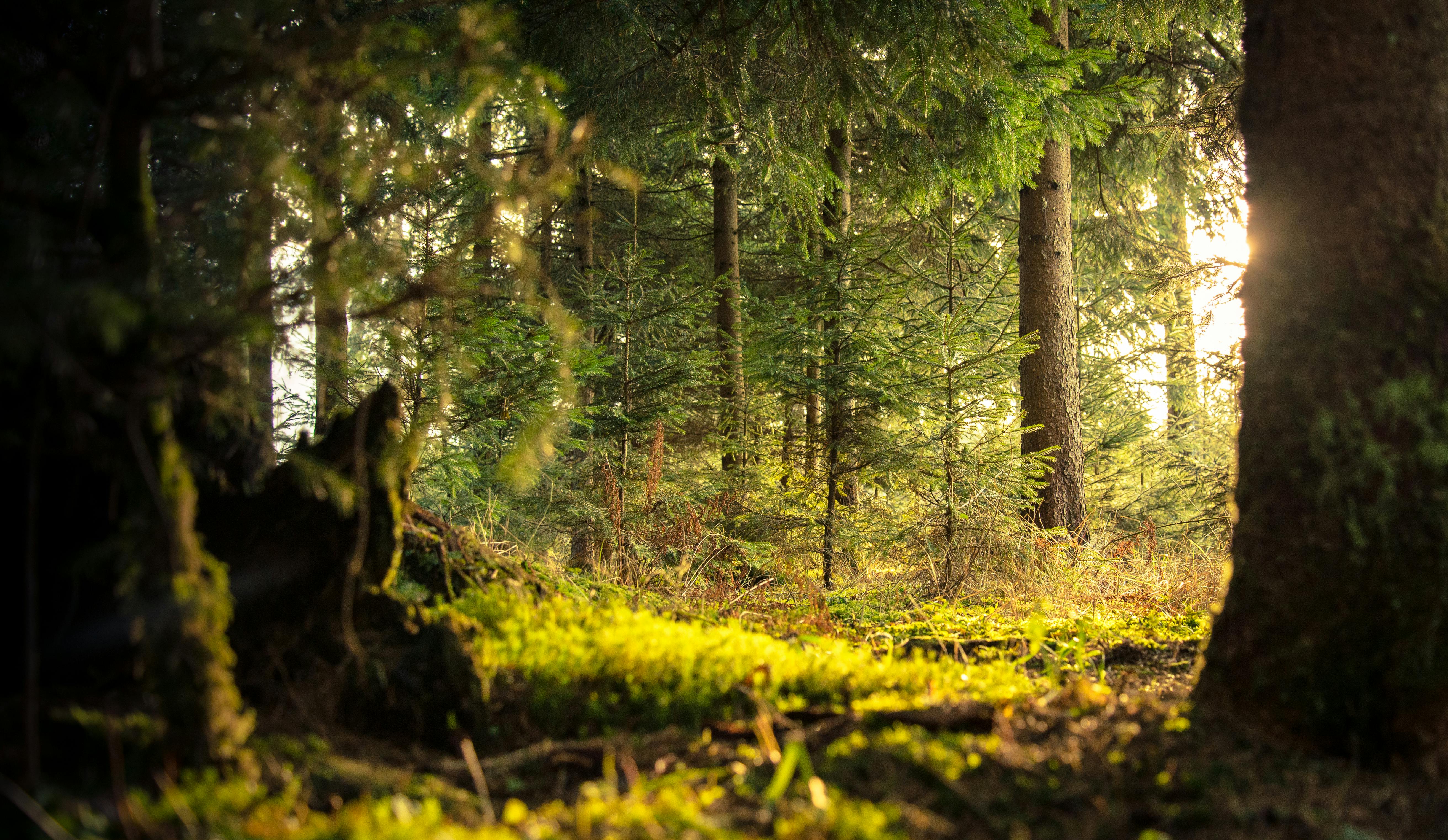 NATURAL RESOURCE INSURANCE